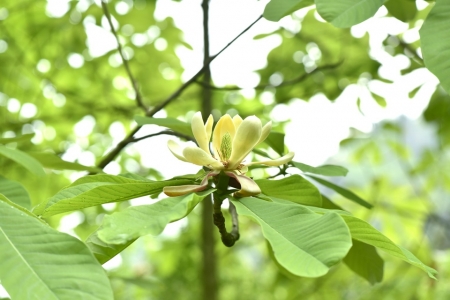 春山鸟空啼,春山空啼鸟