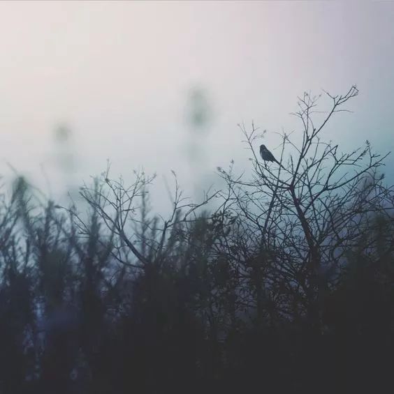 村上春树拒绝生育是真的吗,村上春树拒绝吃中国菜