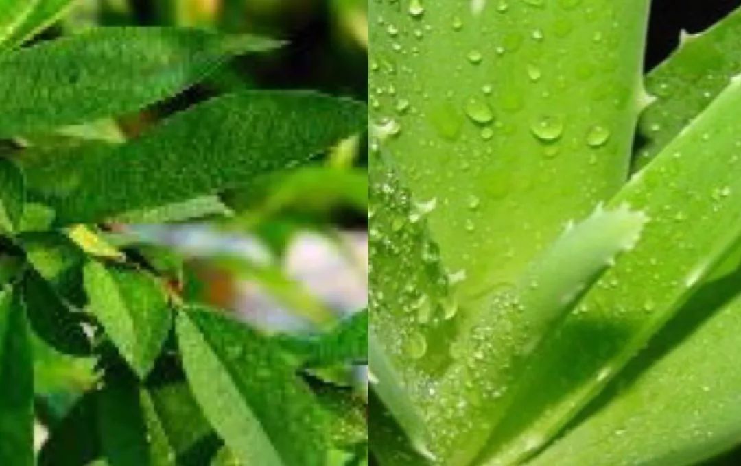 儿童去痱子水推荐,一瓶水止痒