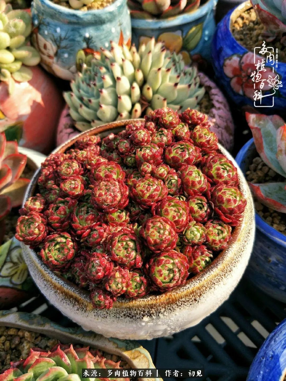 从开始养多肉就对多肉疯狂热爱,多肉美肉控养方法