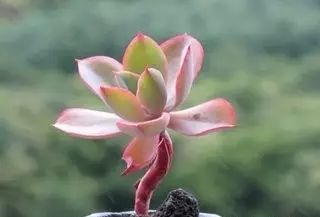 多肉老桩怎么才能更好看,紫珍珠多肉老桩可以用全颗粒土吗