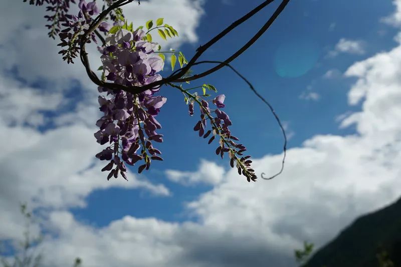 从丽江到茨中:菜场买恶魔果实、修道院酿酒士、高原油泼面……开启了无数的第一次|香格里拉环线(上)