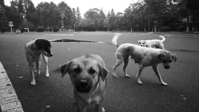 小区流浪狗咬伤20多人,苏州流浪狗被咬视频