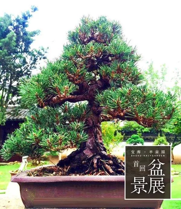 上海最高楼云端上的风景,在上海最高的楼俯瞰风景