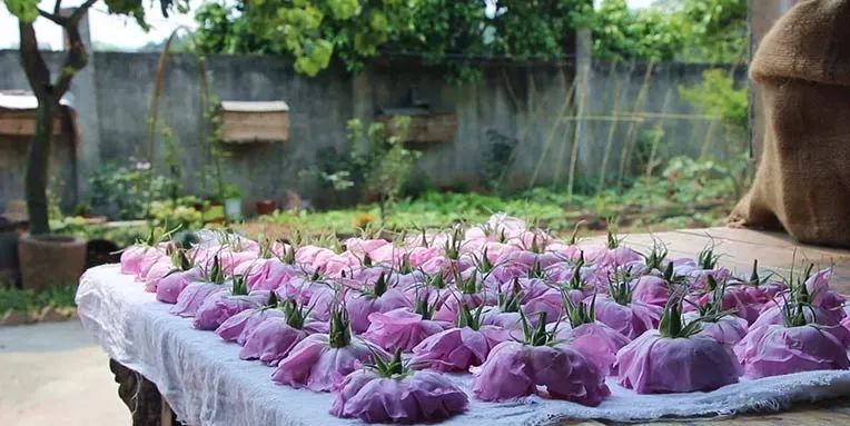 五月芬芳之旅，与你相约海安大马士革*瑰园玫**