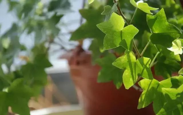 仙人掌养花知识,仙人掌养不死的诀窍