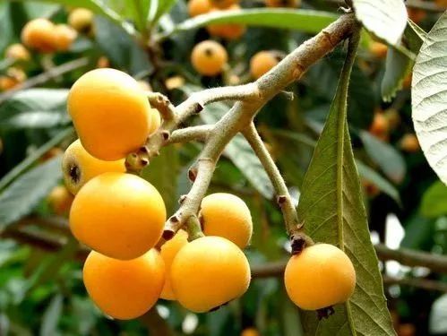 贵阳乌当花果山枇杷,贵阳摘枇杷最好的地方求推荐