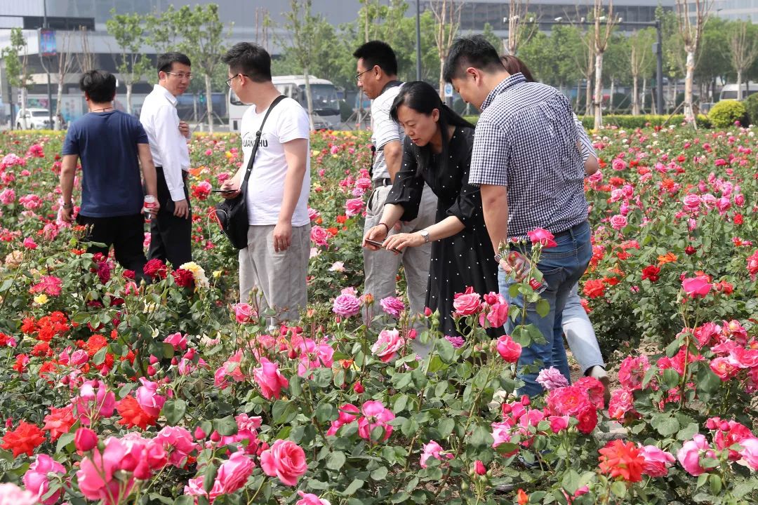 绿化专家：赏月季，来泰达就够了