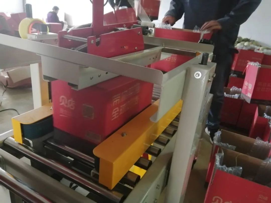 海阳网纹瓜电商日销近十万斤,海阳网纹瓜批发多少钱