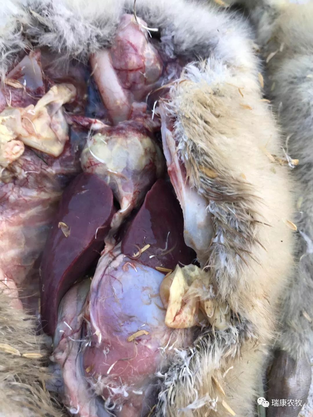 大棚养鹅成本利润,养鹅投资与利润分析