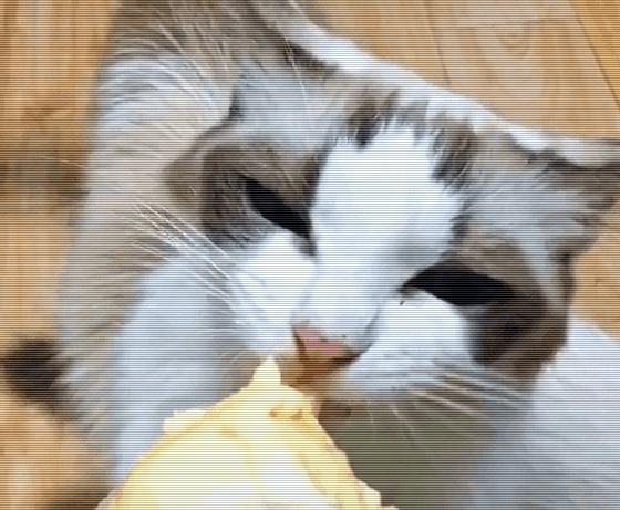 进口水果小百科系列|你的“猫山王”是真的吗?