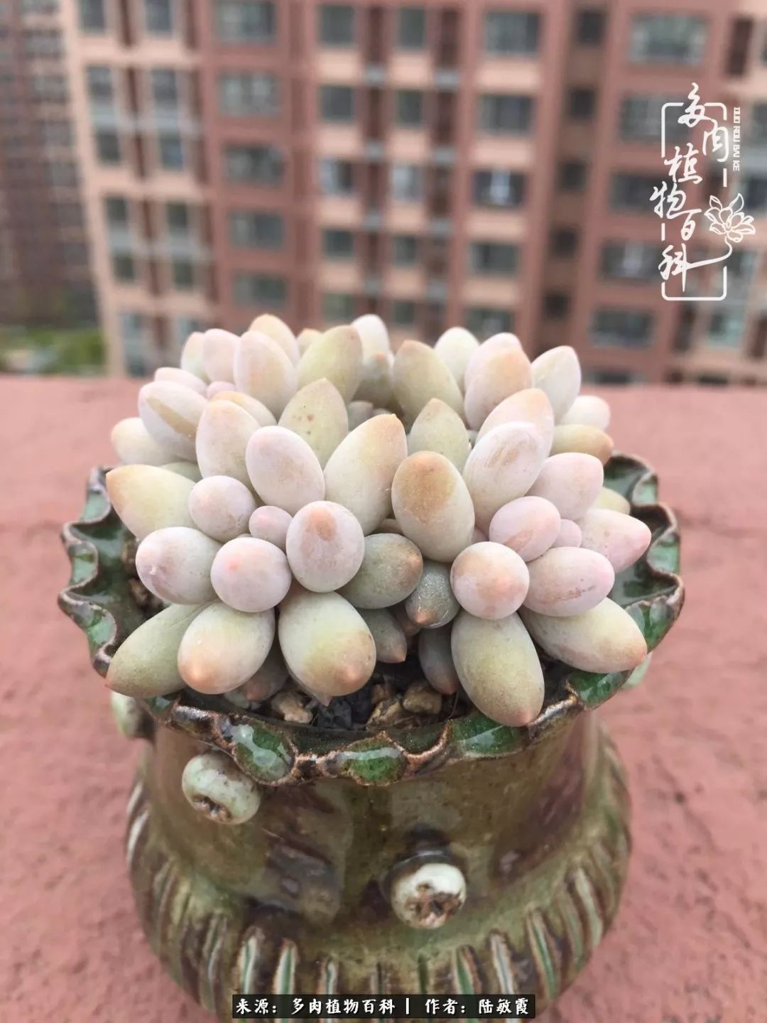 往后余生与花草相伴,往后余生与健康相伴