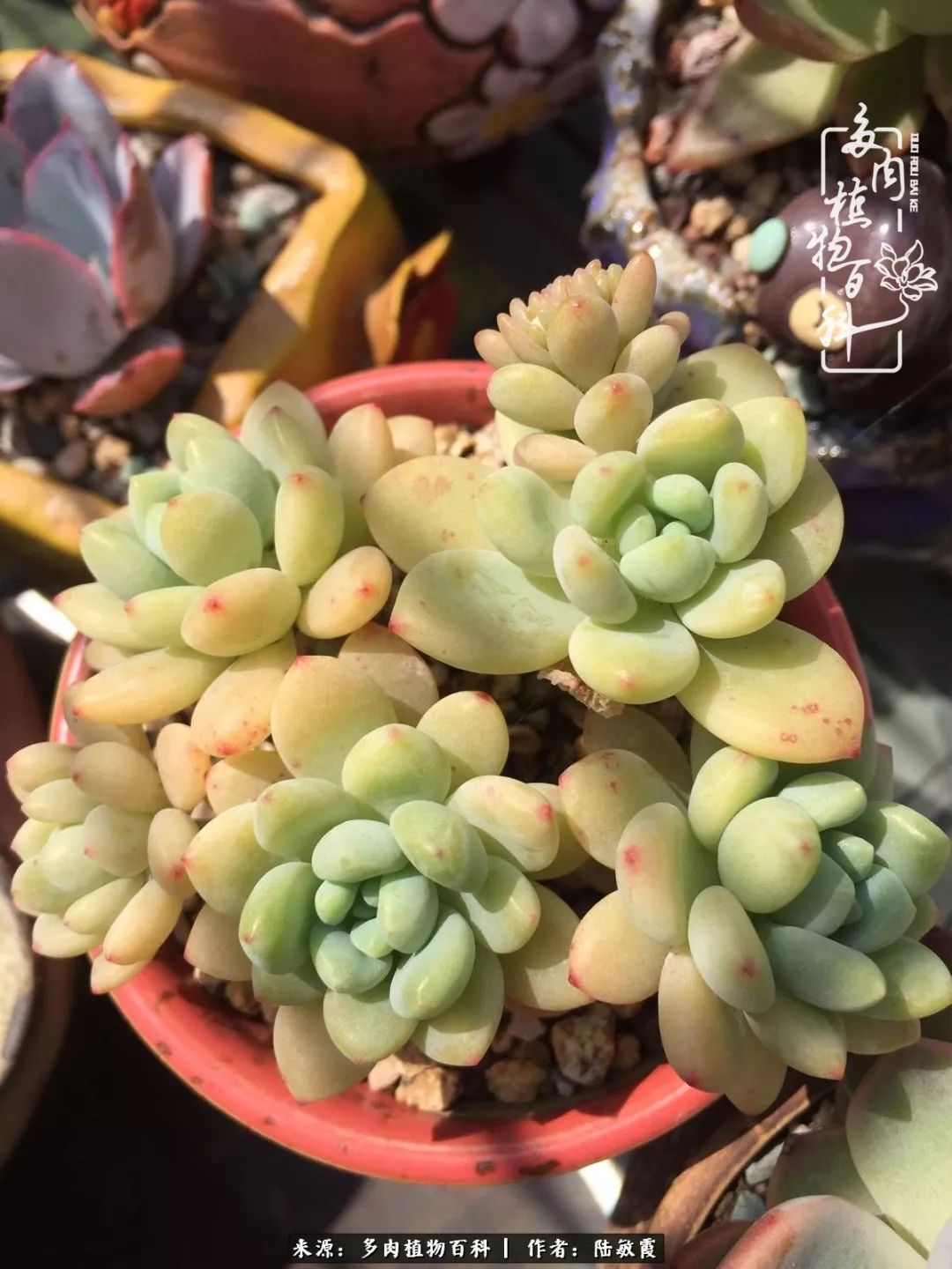 往后余生与花草相伴,往后余生与健康相伴