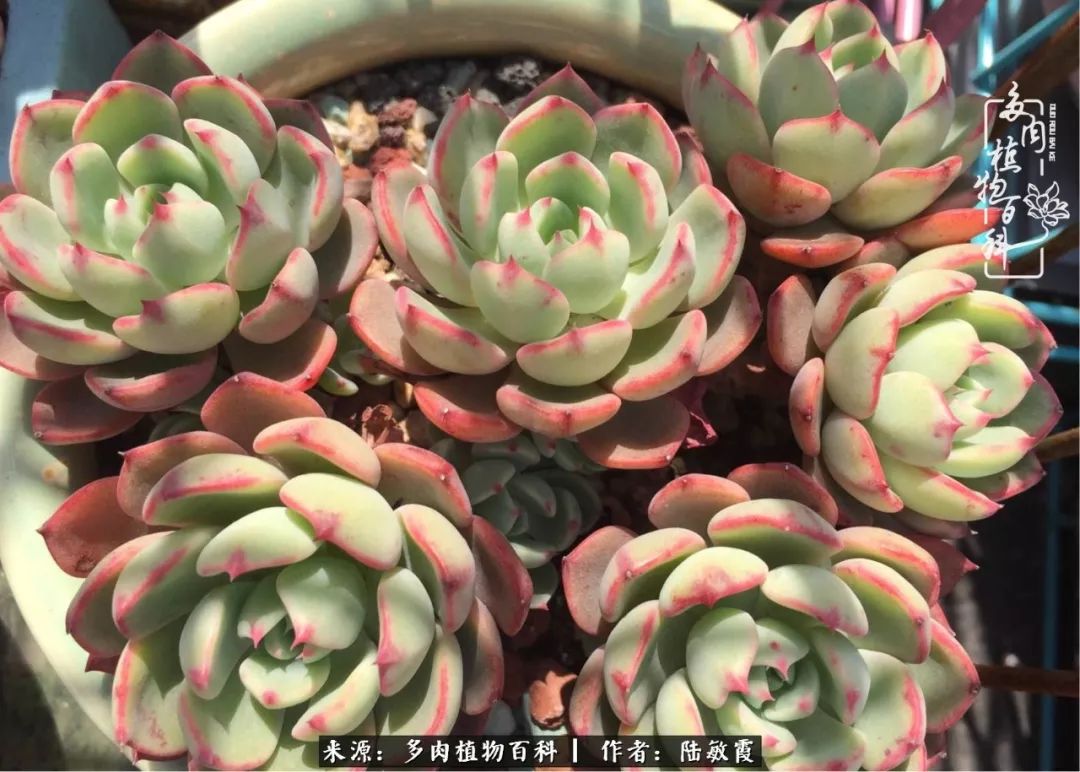 往后余生与花草相伴,往后余生与健康相伴