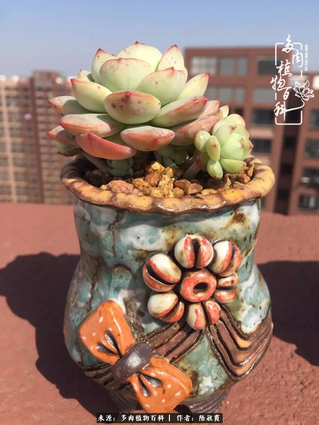 往后余生与花草相伴,往后余生与健康相伴