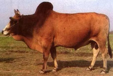 牛品种最好是哪个品种,适合生产雪花牛肉的中国牛品种