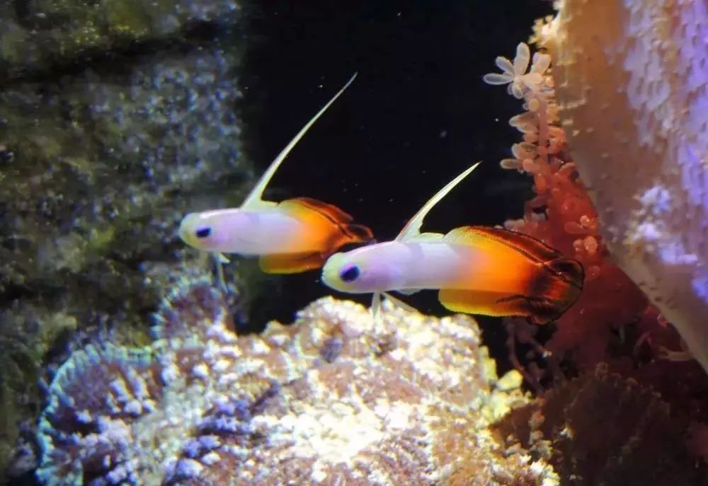 海缸害怕阳光照射吗,海缸如何压制褐藻