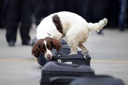 闻毒品气味算吸毒吗,缉毒犬闻毒