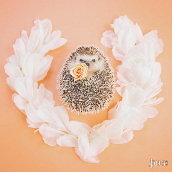 喵汪见我黯然失色萌萌哒的小刺猬Monaka走红网络