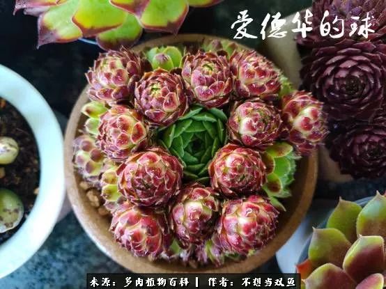 这是个什么神仙草？我被*引勾**了！不能自己一个人进坑！