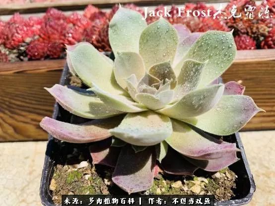 这是个什么神仙草？我被*引勾**了！不能自己一个人进坑！