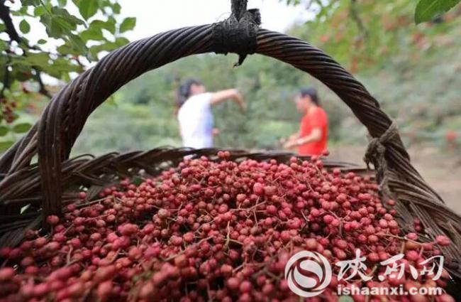 从酸奶和爽肤水看陕西韩城这个花椒“大生意”