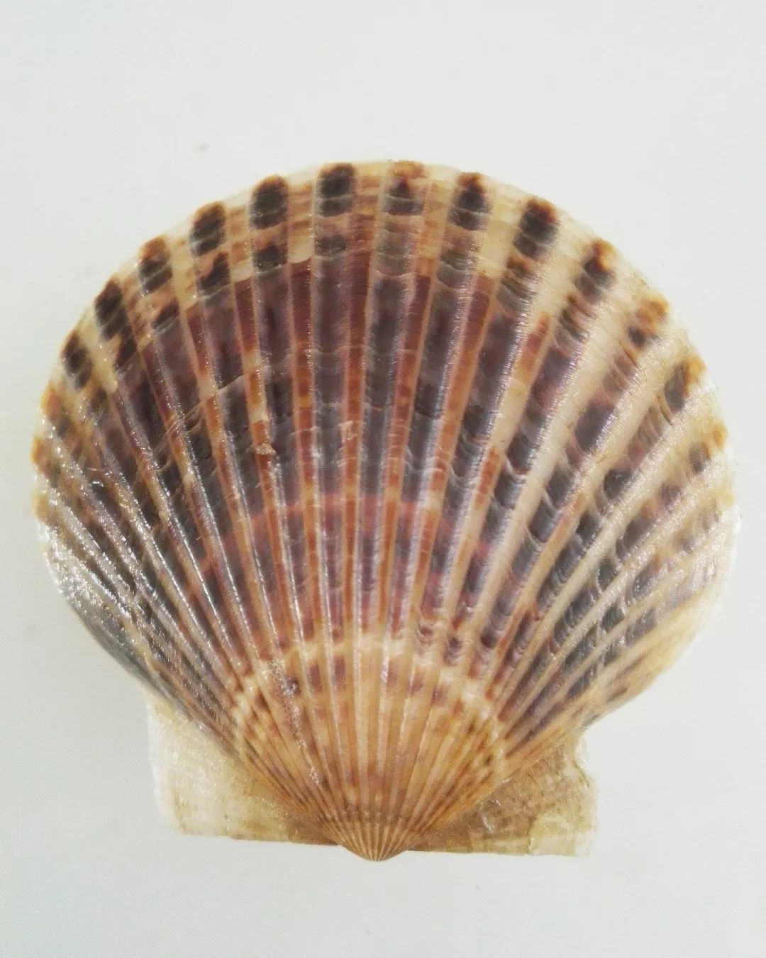 青农育出ins风扇贝|金色扇贝富含类胡萝卜素？又饿了！