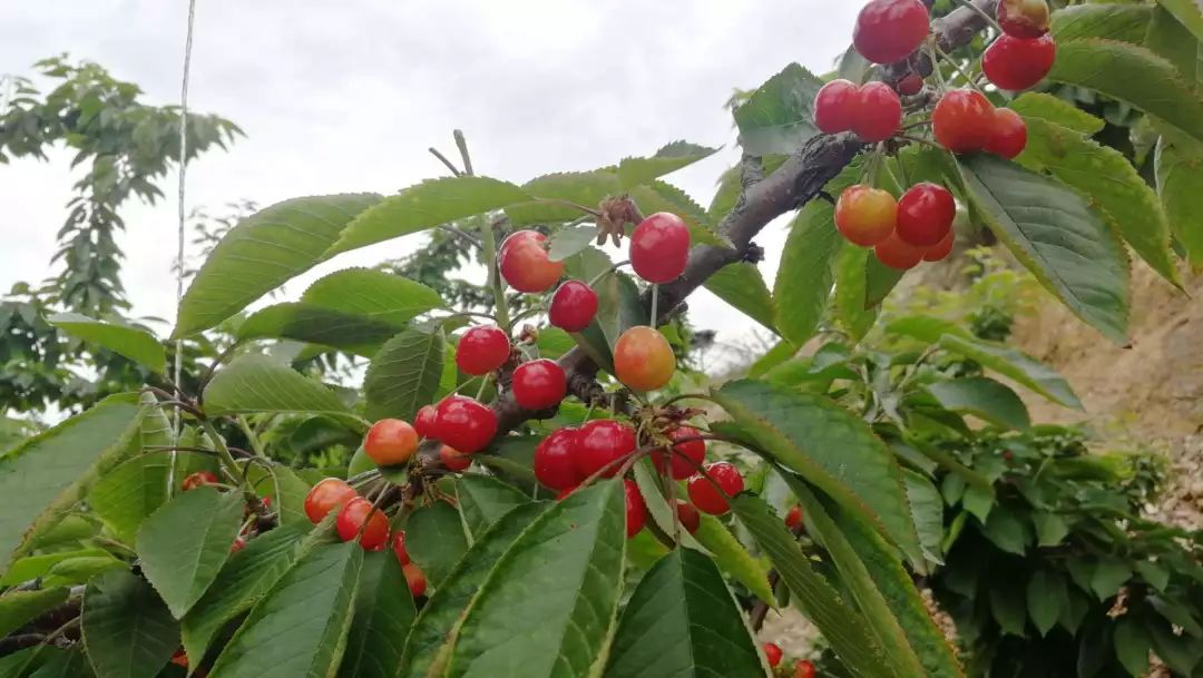 摘樱桃、做蛋糕！这个周末全家一起嗨！《周末去哪嗨》第八站火热报名开启