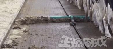 正惊GIF囧图：史上最硬核的学霸，女装大佬是怎么坐地铁的？