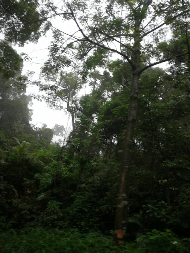 肇庆七星岩鼎湖山自助游,肇庆鼎湖山和七星岩相距多远