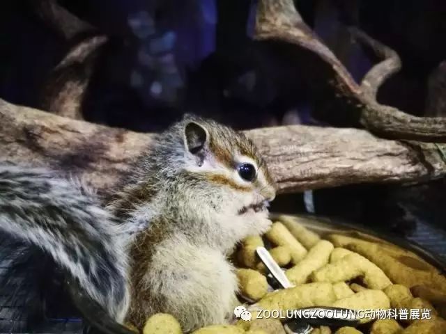 有票|把伢丢进这些室内游乐场，辣妈潮爸轻松一整天