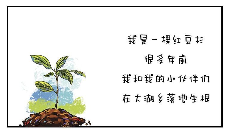 红豆杉树皮正确的吃法,红豆杉树皮的正确吃法