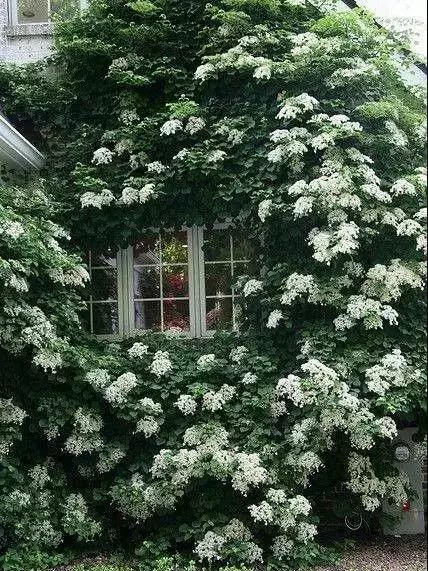 100种爬藤植物花墙,15种常用的园林观花爬藤植物