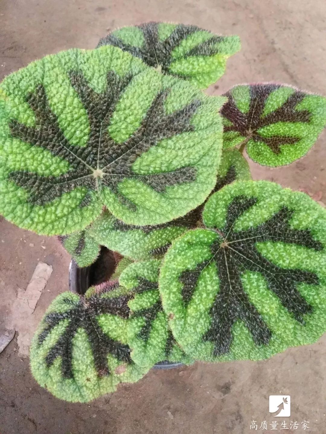 能净化空气吸附甲醛的植物有哪些,吸甲醛最好的植物排行榜