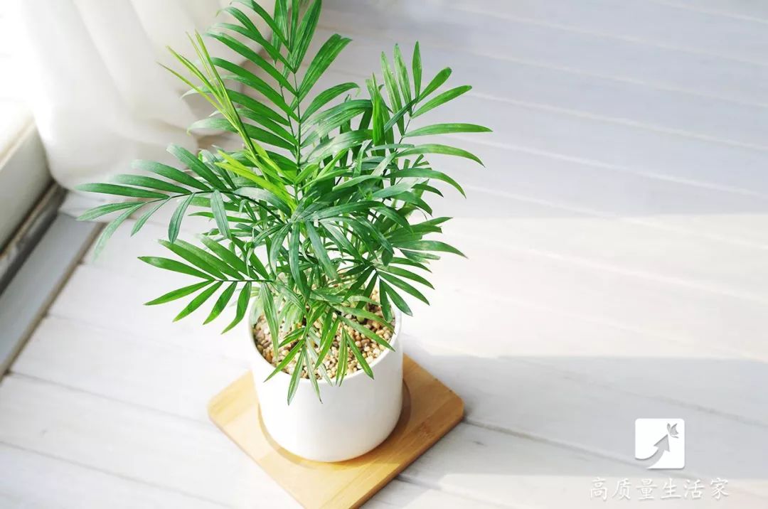 吸甲醛最好的植物排行榜,吸甲醛最好的植物排行榜前十名