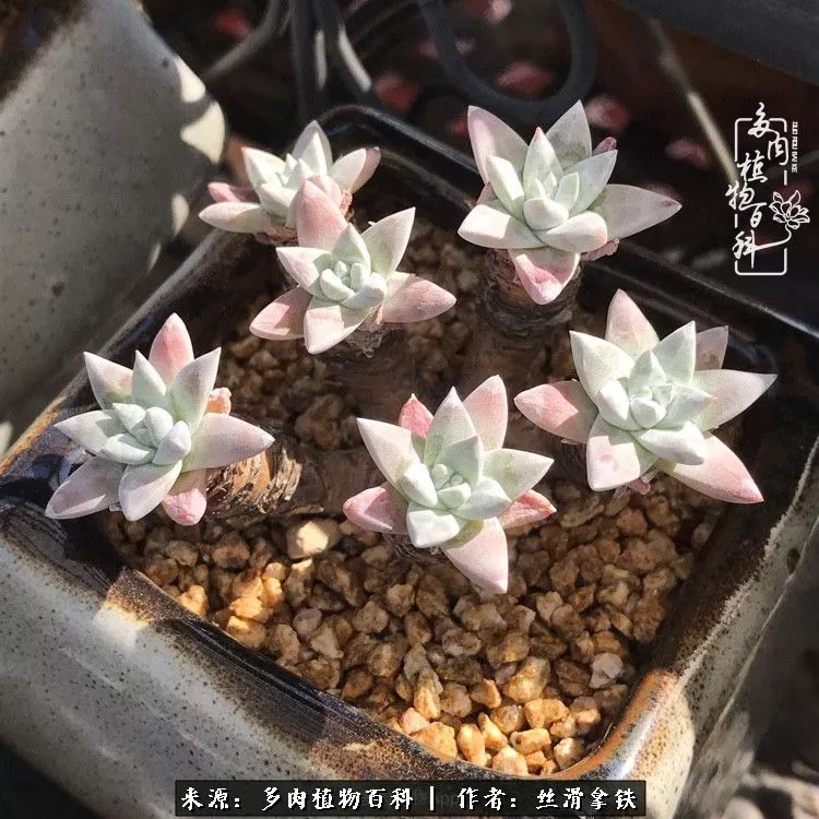 夏季比较耐晒的多肉,夏日的多肉