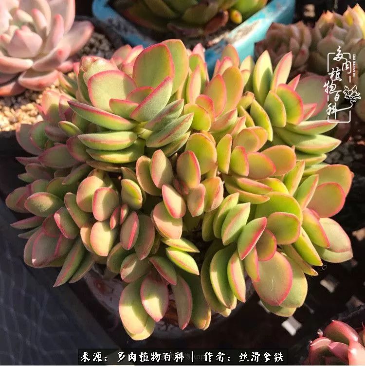 夏季比较耐晒的多肉,夏日的多肉