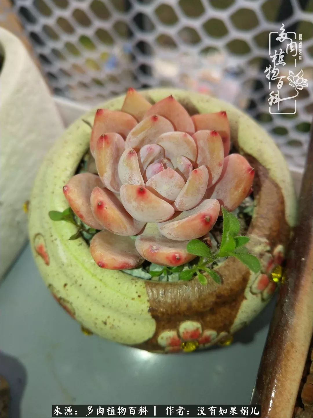 一个80后的养殖人,农村80后养肉人