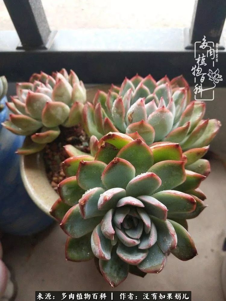 一个80后的养殖人,农村80后养肉人