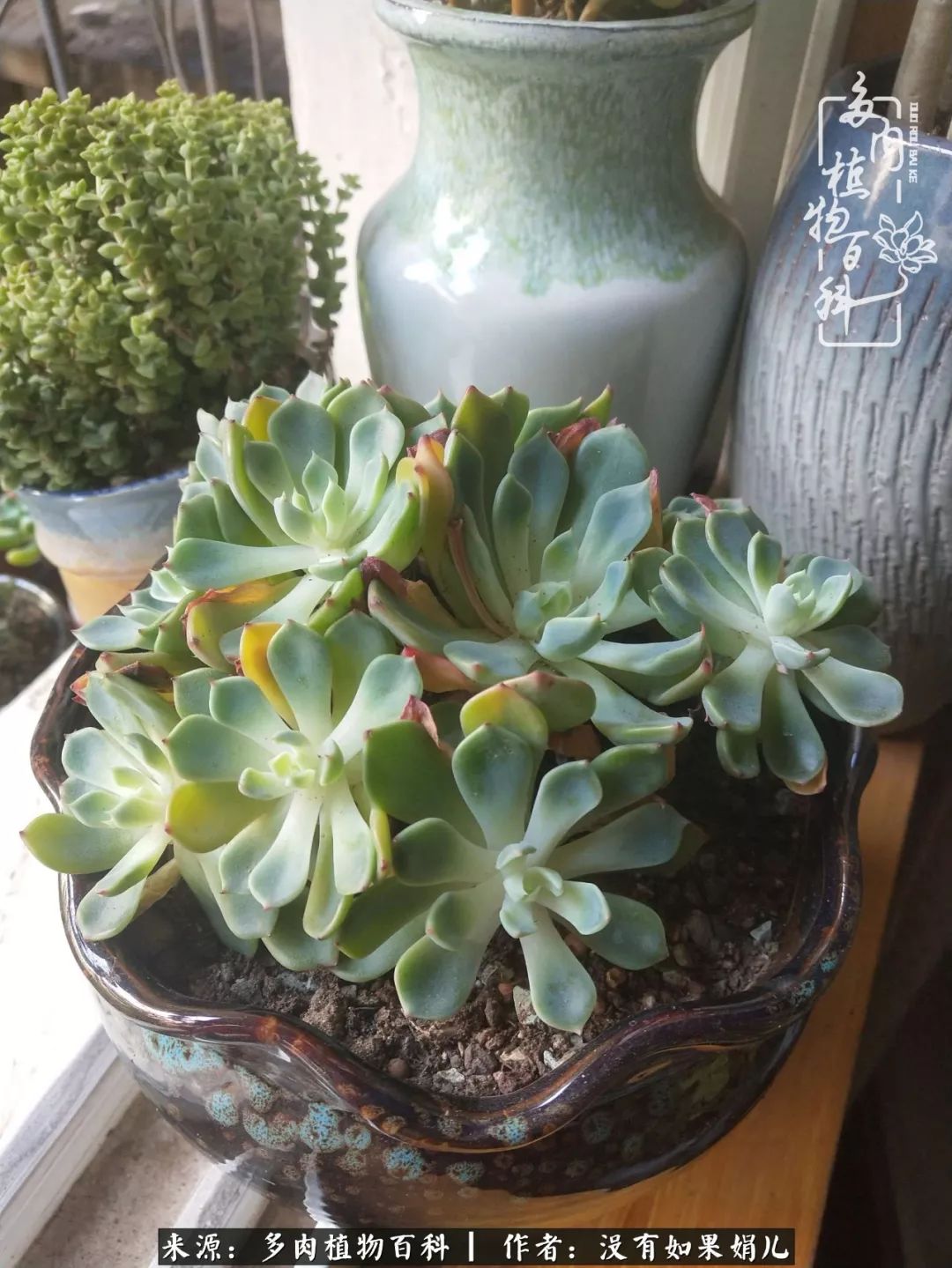 一个80后的养殖人,农村80后养肉人