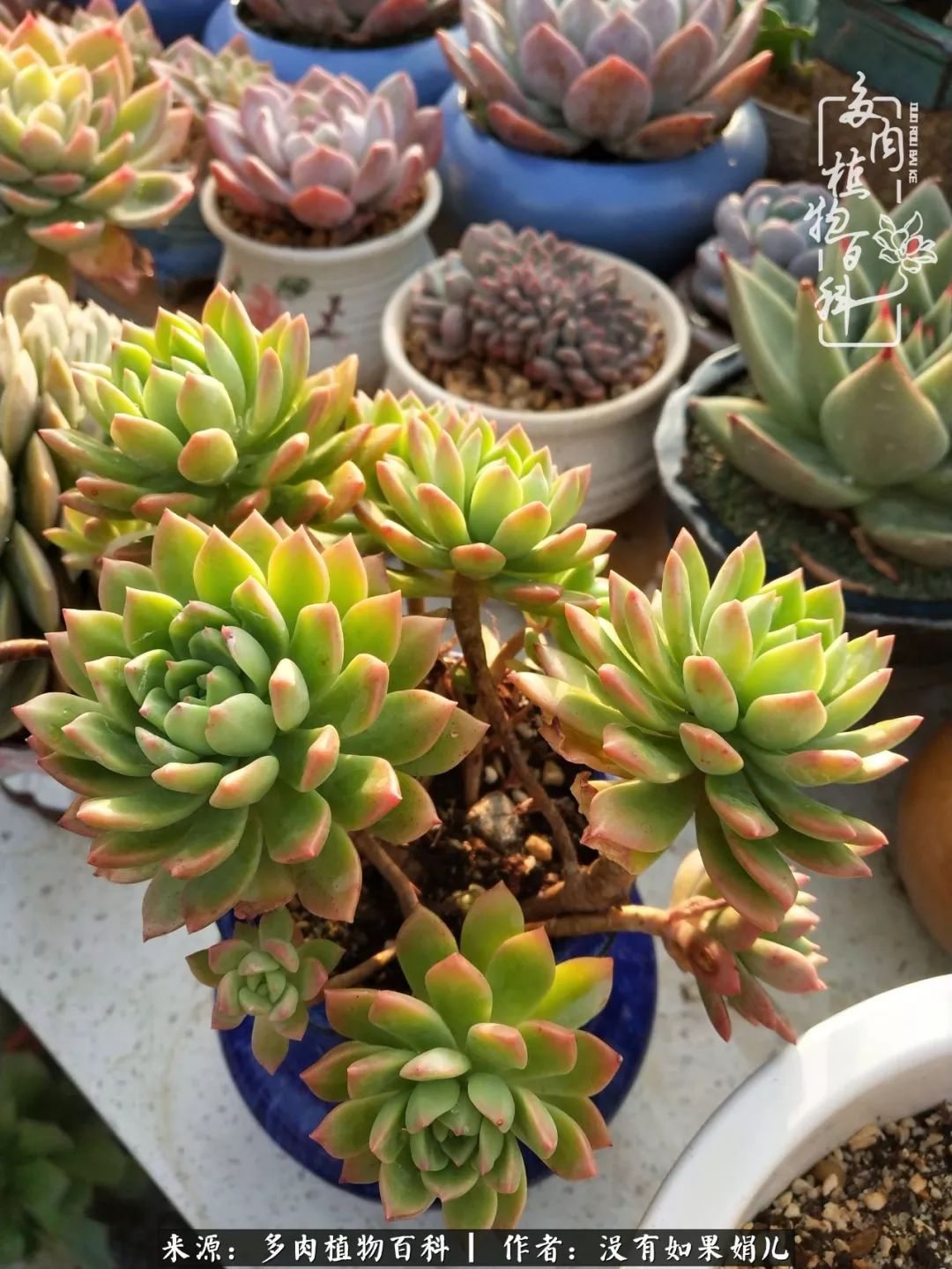 一个80后的养殖人,农村80后养肉人