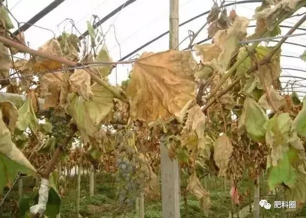 果树发生肥害怎么补救,果树施肥如何避免发生肥害病