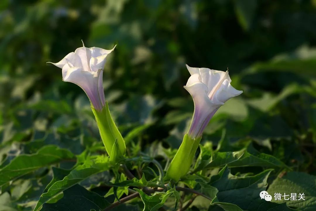 小心有毒路边野菜别乱采,有毒的野果和野菜