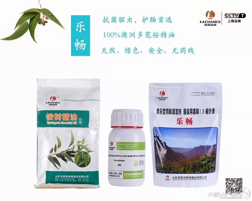 海参被病毒感染长什么样,海参引起的疾病