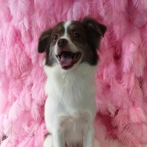 高萌来袭!真小奶猫小奶狗!|毛孩子的童年有多奶?