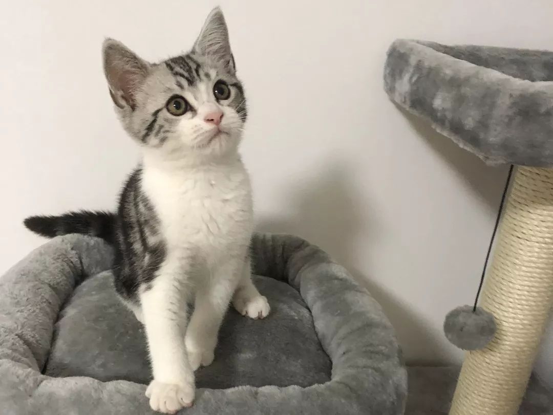 高萌来袭！真小奶猫小奶狗！|毛孩子的童年有多奶？