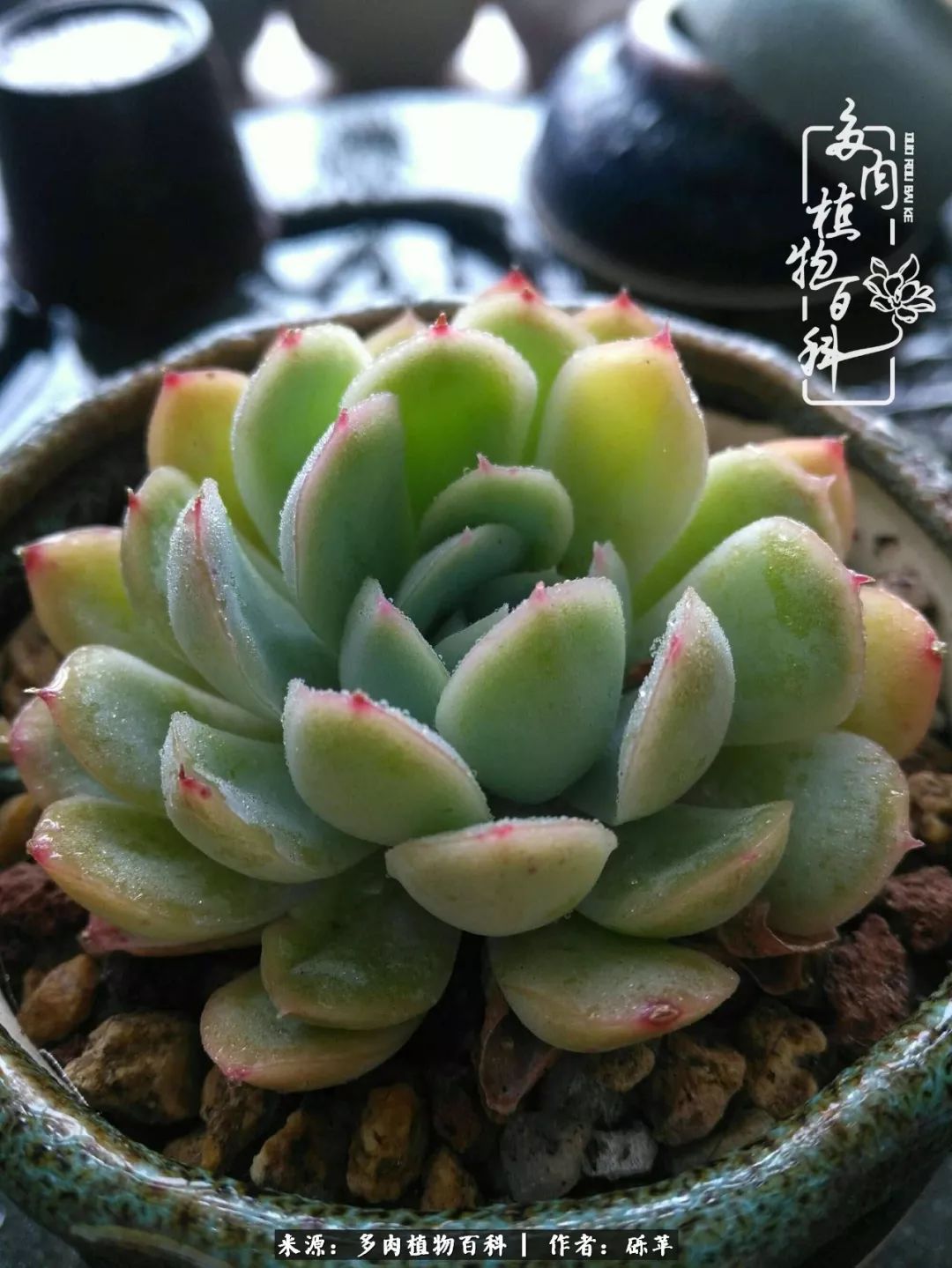 养多肉一个人就可以玩到天荒地老,养多肉的幸福其实很简单