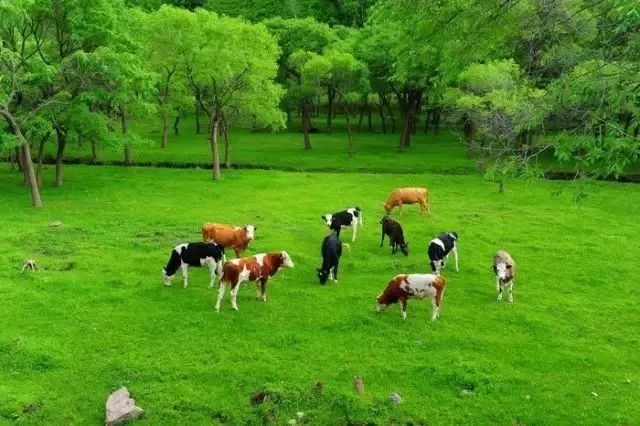 旅发大会沽源,张家口沽源旅发大会