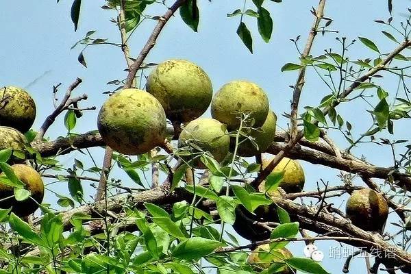 世界十大难吃水果,世界最坑人水果