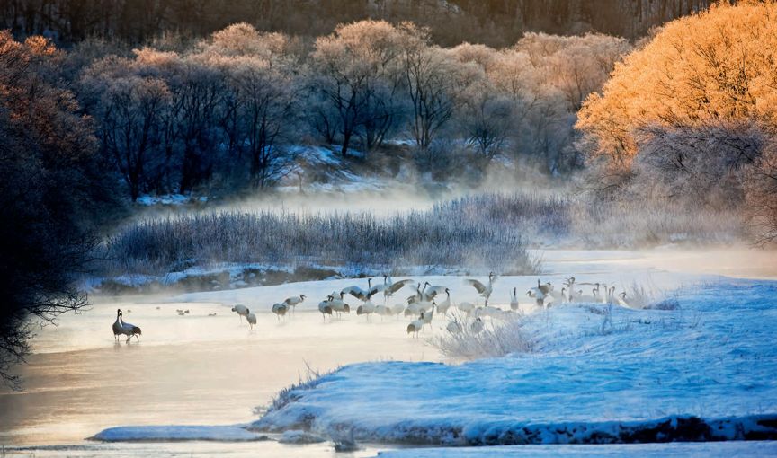 遇到野牛该如何保护自己,遇到美洲野牛怎么办